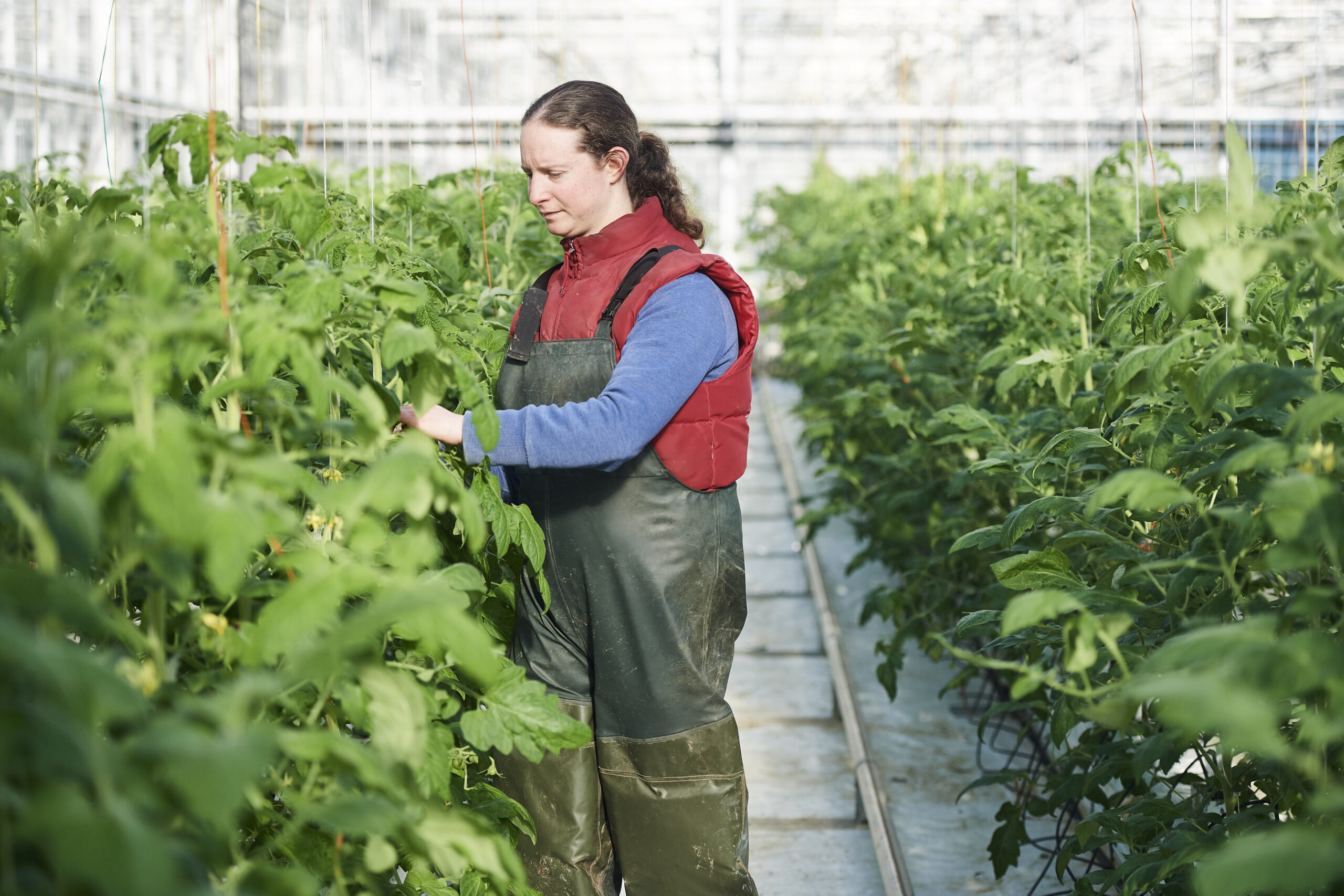 Frutta e verdura biologica