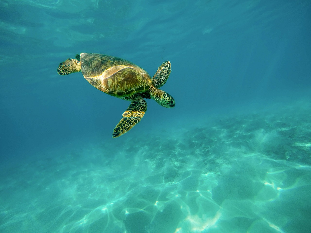 Sustainable Blue Economy Partnership