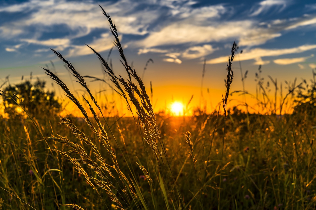 Empowering Women in Agrifood