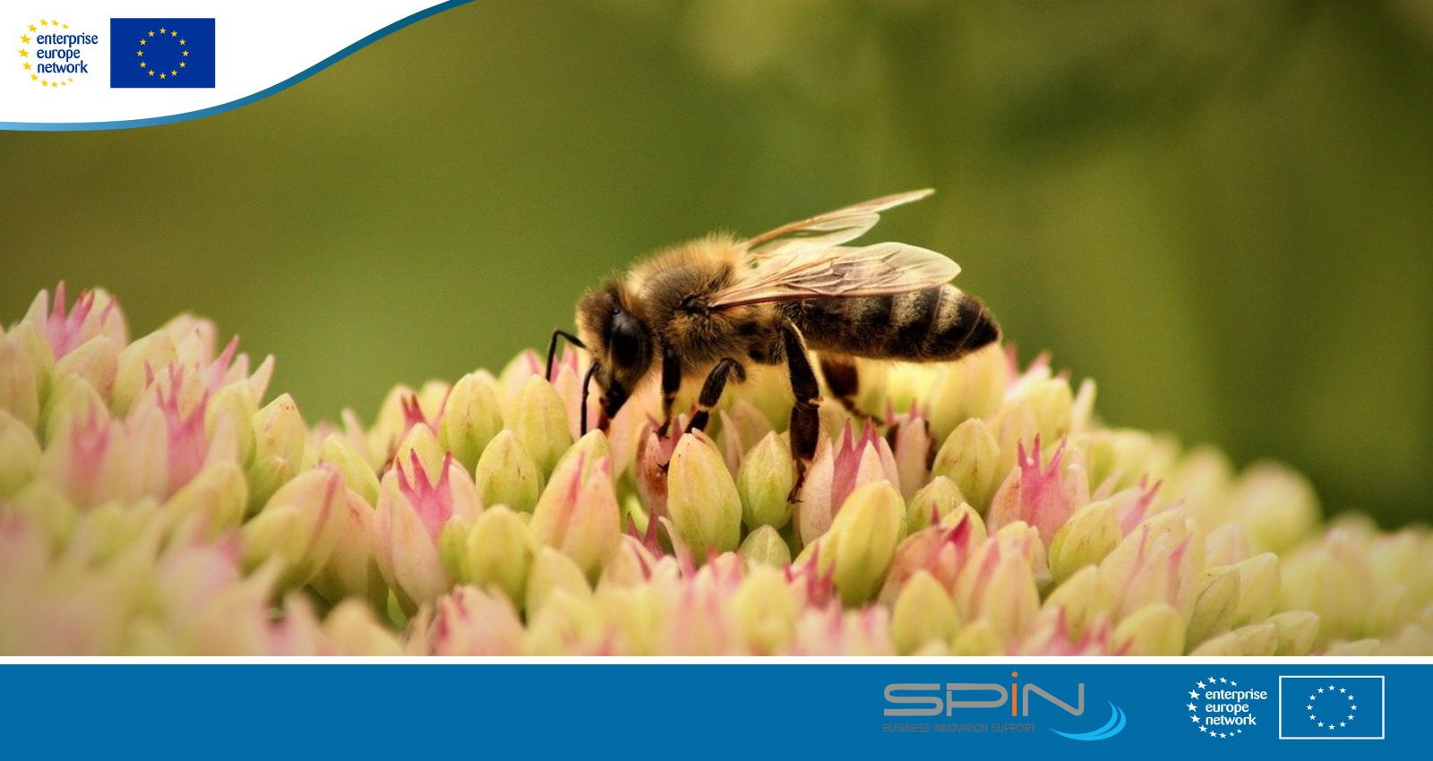 BiodivConnect 2025